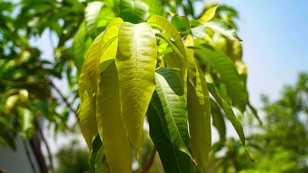 Fresh and newly growing mango leaves. Sun rays falls on mango leaf.