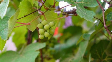 Olgun Sauvignon Blanc üzümleri hasat zamanı üzüm bağında asılıdır. Üzüm dalı hasat için hazır. Üzüm ağacı.