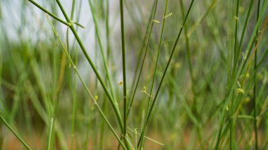Arka planda bulanık yeşil bitkilerin muhteşem manzarası. Hindistan 'daki tarım alanının soyut görüntüsü.