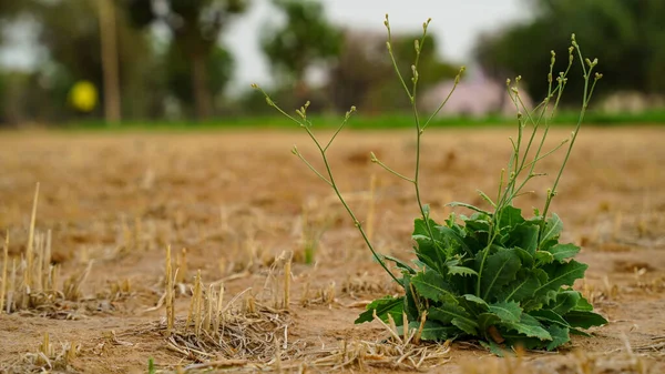 Lege Tarwevelden Met Één Vergeten Ongeïdentificeerde Plant — Stockfoto