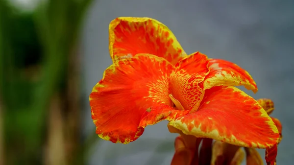 Fotokopi Alanı Olan Yeşil Arka Planda Taze Sarı Canna Lily — Stok fotoğraf