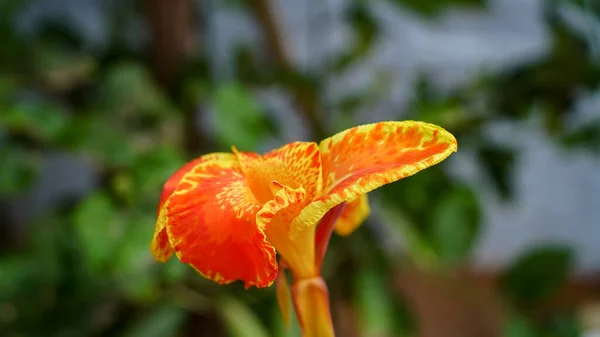 Indian Canna Fleurs Pleine Floraison Sur Longue Tige Gros Plan — Photo