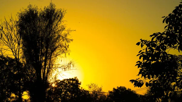 Жовте Дерево Заходу Сонця Захід Сонця Силуеті Ландшафт Неба Заході — стокове фото