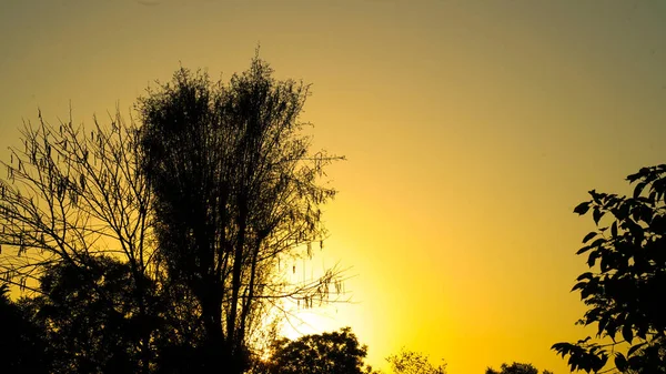 Панорамні Сонячні Установки Вдень Дуже Красиві Силуетами Дерев — стокове фото