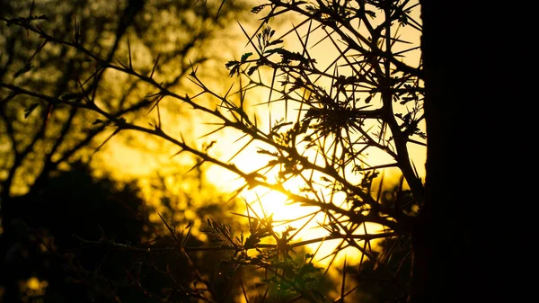 Sonnenuntergang Vor Scharfen Thronen Gelber Sonnenuntergangsbaum Baumsilhouette Sonnenuntergang Sonnenuntergang Himmel — Stockfoto