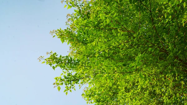 Neu Wachsende Äste Und Hellgrüne Blätter Bael Oder Aegle Marmelos — Stockfoto