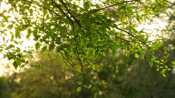 Bael Tree Belle Foglie Conosciuto Anche Come Mela Cotogna Del — Foto Stock