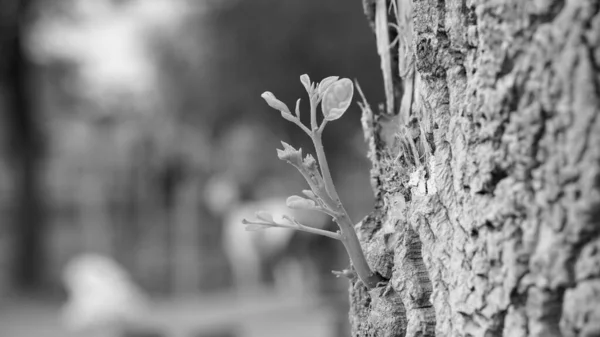 Svart Och Vitt Skott Nyfödd Trumpinne Eller Moringa Suddig Bark — Stockfoto