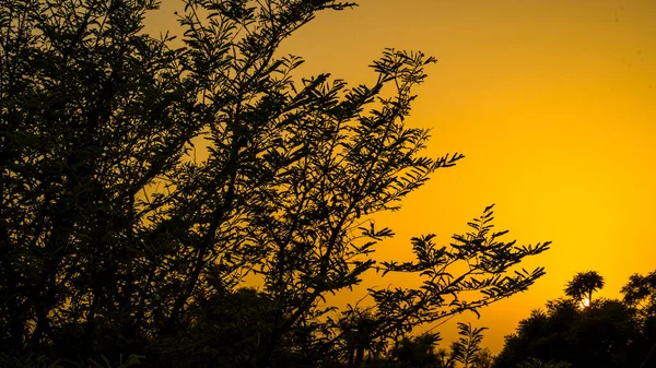 Sonnenuntergang Silhouette Über Dem Baum Sonnenuntergangslandschaft Umweltkonzept — Stockfoto
