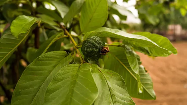 Raw Green Guava Psidium Gujava Fruit Growing Hanging Tree Branches — Zdjęcie stockowe