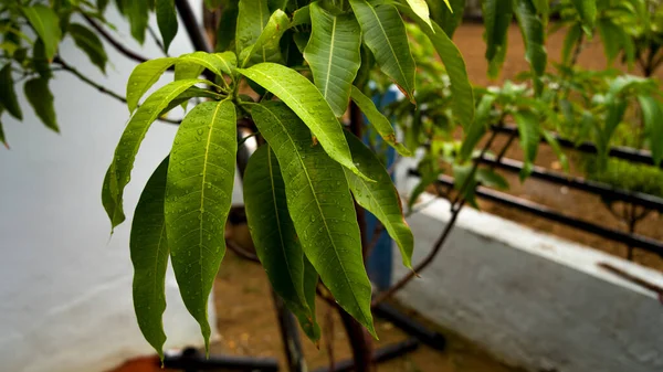 Fresh Young New Mango Leaves Tree Reflecting Sunlight Outdoor Bokeh — Zdjęcie stockowe