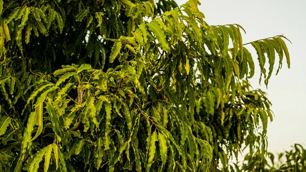 Ashoka Tree Also Commonly Known Its Synonym Polyalthia Longifolia Asian — Zdjęcie stockowe