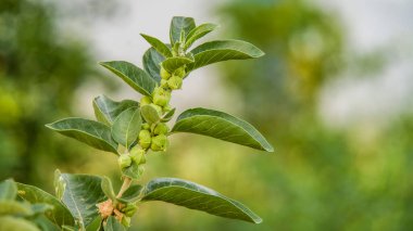 Bağışıklık güçlendirici bitki Withania somnifera, Ashwagandha olarak da bilinir kökleri ve portakal kırmızısı meyveleri yüzlerce yıldır tıbbi amaçlar için kullanılmaktadır.