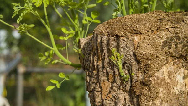 Verse Mierikswortel Drumsticks Bladeren Met Grote Wortel Een Close Met — Stockfoto