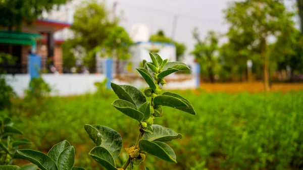 Védettség Fokozó Növény Withania Somnifera Közismert Nevén Ashwagandha Gyökerek Narancs — Stock Fotó