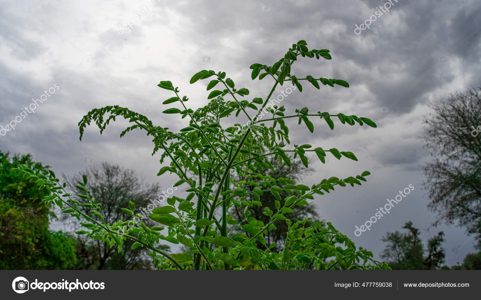Horseradish Tree