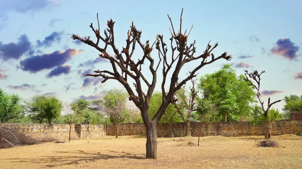 Acacia nude tree and black clouds sky. Nude tree of Acacia. Babool or Acacia tree without leaves with blue sky nature. Closeup shot of Acacia tree .