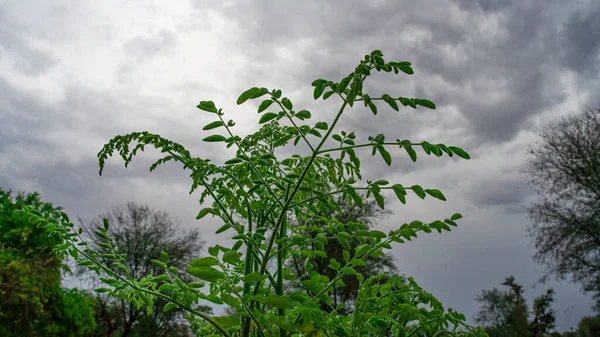 Taze yaban turpu ağacı ya da baget yaprakları yakın planda bulanık bir arkaplanda. Moringa yapraklarının insan sağlığı için birçok faydası vardır.
