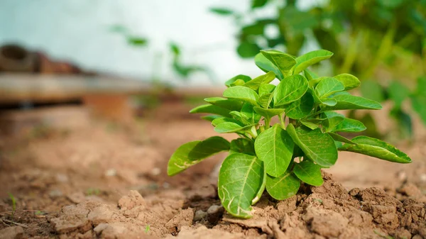 Ashwagandha 'nın çiçek açan bitkisi veya Withania Somnifera topraktan. Zehirli Bektaşi üzümü veya kış kirazı bitkisi.