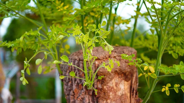 Moringa Oleifera Leaves New Budding Leaves Moringa Drumstick Cut Trunk — Stock Photo, Image