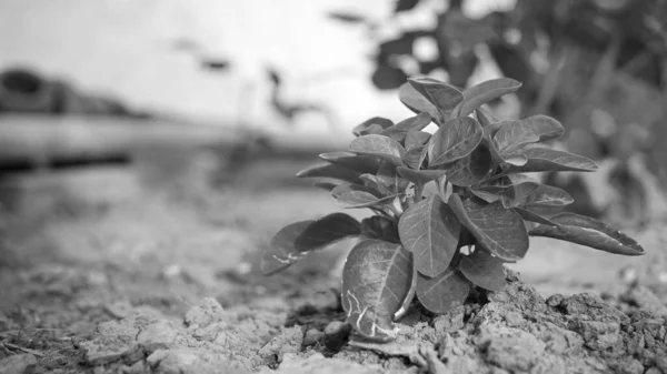 Zwart Wit Foto Van Ashwagandha Met Groene Bladeren Knoppen Homeopathische — Stockfoto