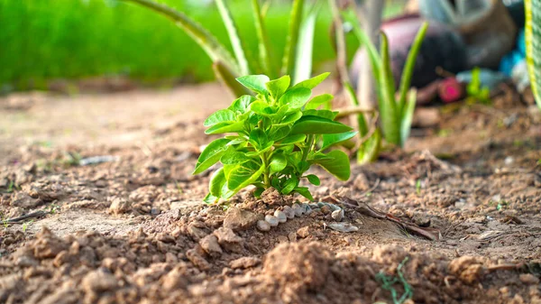 Withania Somnifera Ashwagandha Plant Medicinale Plant Van Withania Somnifera Met — Stockfoto