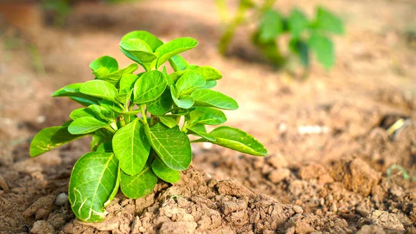 Homeopatik tıp konsepti. Withania Somnifera ya da Ashwagandha 'nın çekici yeşil yapraklı antik bitkisi..
