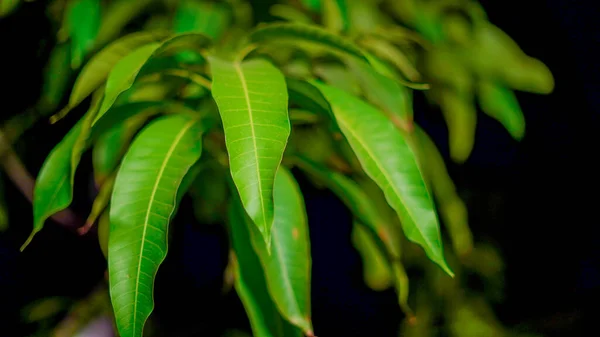 Nocne Ujęcie Mango Odchodzi Selektywna Koncentracja Zielonych Liściach Mango Nocy — Zdjęcie stockowe