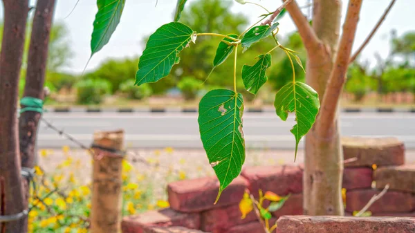 Φύκος Reliosa Φύλλα Φυτών Ficus Κρεμαστά Πράσινα Φύλλα Peepal Θολή — Φωτογραφία Αρχείου