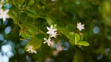 Yeşil yapraklı limon çiçeği ya da turunçgiller. Bahar çiçekleri tomurcuklanır.