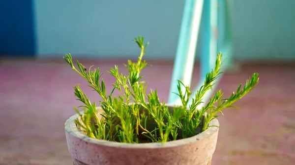 Piante Rosmarino Fiore Nel Giardino Delle Erbe Messa Fuoco Selezionata — Foto Stock