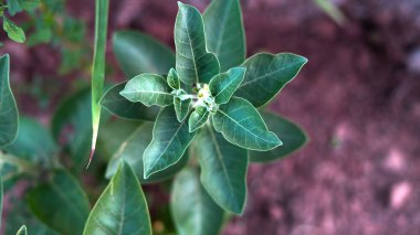 Somnifera gidiyor. Çekici yeşilimsi pigmentli Ashwagandha bitkisinin yapraklı tomurcukları.