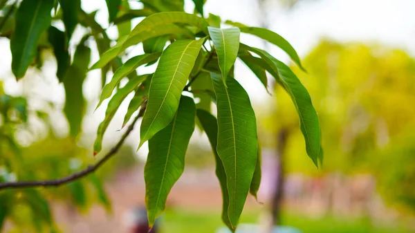 Green leaves of the Mangifera indica plant or mango tree. Nature covered branch of Mango plant.