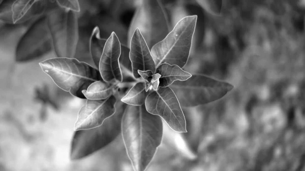 Black White Shot Ashwagandha Withania Somnifera Medicinal Plant Uses Medical — Stock Photo, Image