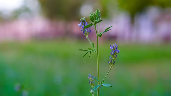 Pianta Erba Medica Varietà Sativa Medicago Pianta Con Fiori Blu — Foto Stock