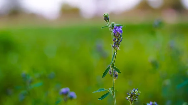 Steli Con Foglie Della Giovane Erba Medica Ricoperti Fiori Profumati — Foto Stock