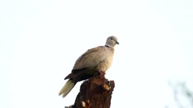 4K Beyaz uçlu güvercin görüntüsü ağaç gövdesinde oturuyor ve kameraya bakıyor. Vahşi yaşam ve hayvanlar konsepti.