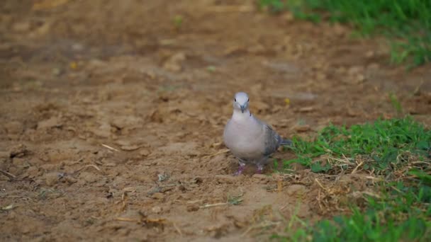Утреннее время, Евразийский голубь движется вперед на земле в поисках кормления. Анимация и концепция Wildlife. — стоковое видео