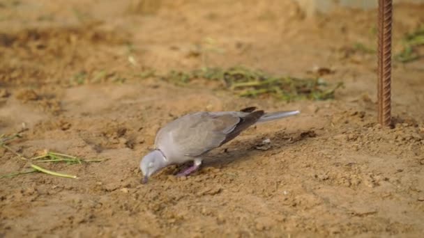 Prachtige look van rouwduif wandelen in een tuin met bruine vleugels achtergrond. Barbaarsduivenconcept. — Stockvideo