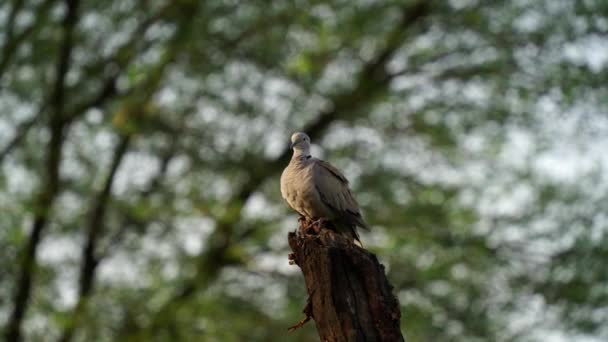 Olhar inocente de pássaro eurasiano com fundo embaçado verde atraente. Pássaro senta-se na árvore. — Vídeo de Stock