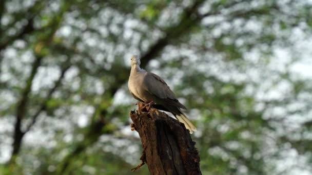 Schattige rouwduif op regenachtige dag. Liefde vogels concept, stedelijke wildlife fotografie. India 2021. — Stockvideo