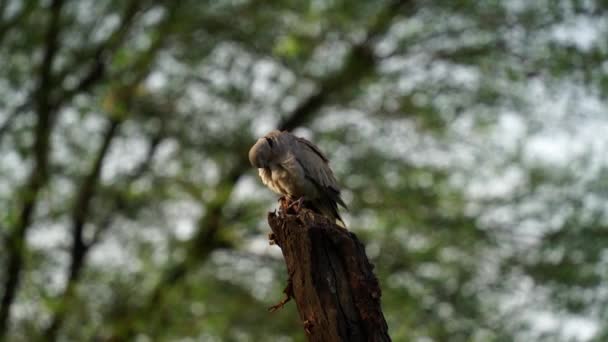 Paloma de la mañana posada sobre tronco de árbol con fondo marrón natural zenaida macroura, ala de caza de palomas disparando especies de aves migratorias migran migración. — Vídeo de stock