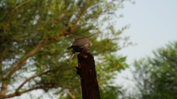 Tempo piovoso, una colomba seduta sul tronco d'albero e che fa paura a causare il pericolo in arrivo. — Video Stock