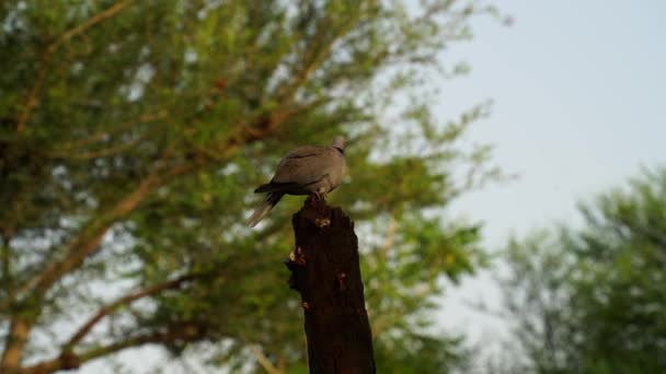 Smuteční holubi, hrdličky (Zenaida macroura) sedící v zeleném lese a hledající semena roztroušená. — Stock video