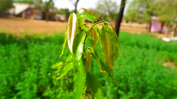 Nuevas hojas de Ashoka en crecimiento con atractivo pigmento verdoso y hojas exuberantes. Concepto de naturaleza. — Vídeo de stock