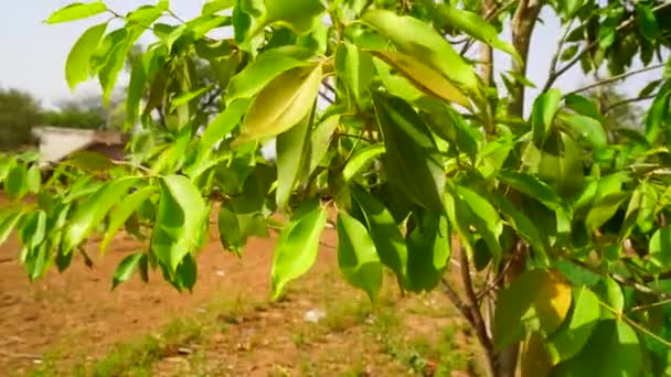 Groenachtige bladeren van Java Plum of Jamun swingend in de lucht met een aantrekkelijke achtergrond. Natuurbeelden. — Stockvideo