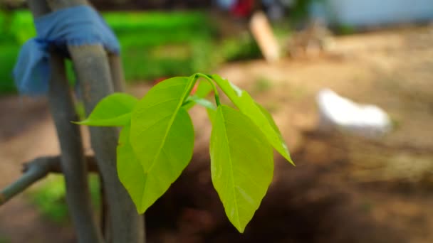 Floraison motif de feuilles avec un pigment verdâtre attrayant. Plante en croissance avec motif de feuilles droites. — Video