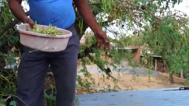 4K Záběry dospělého muže se zelenými lusky Prospis Cineraria. Muž sbírající ovoce Khejri v plastové vaně. — Stock video