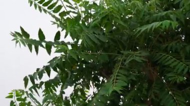 Ailanthus excelsa Roxb. Yüksek yapraklı bir ağaçtır. Hindistan 'da Ardu olarak bilinir..