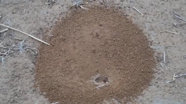 Bir sürü orman karıncaları, yakın plan. Kocaman bir orman karınca kümesi. Bir sürü karınca. Karınca tepesi. Kavram - kümelenme.